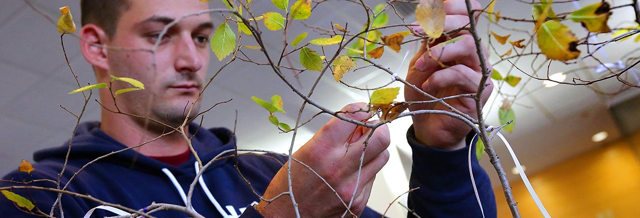 Person tying a knot on a tree