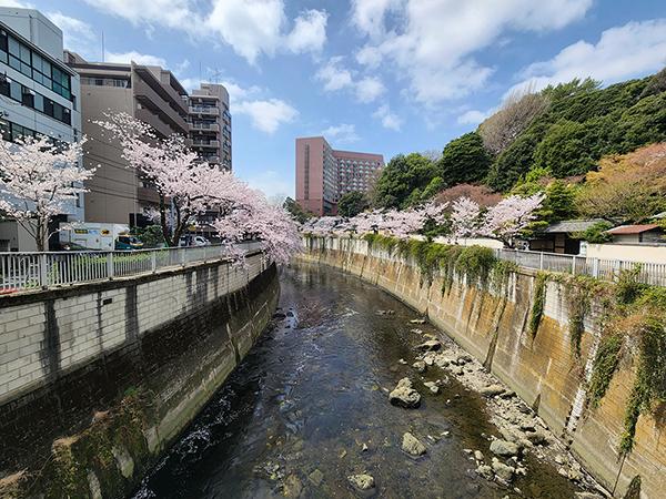 Cherry Blossoms on the Canal